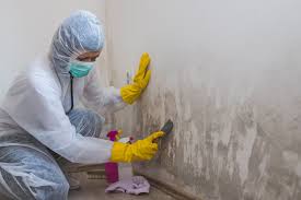 Bellwood, IL Mold Prevention & Removal  Company